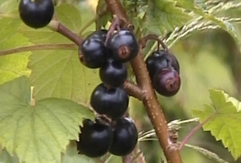 Berry Seedlings / Cuttings / Starts (Live Berry Plants)