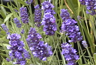 Natural/Organic Body Care, Health-Spa