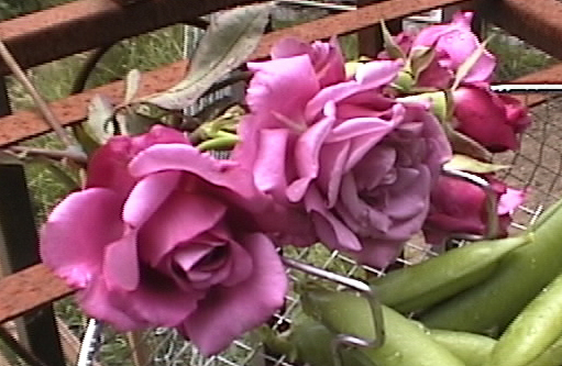 Decorative Floriculture (Fresh-Cut/Live/Dried Flowers and Plant Materials)