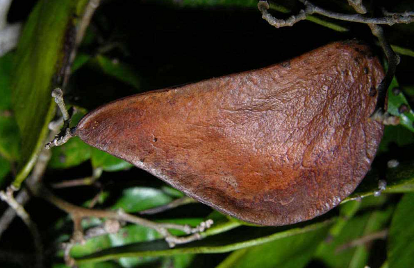 Plant Extracts, Essential Oils, Plant Presses, Dehydrators