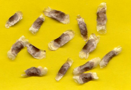 All Our Plant Starts/Seeds