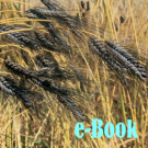 Emmer Grain Winter-Growing Study 1
