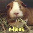 Emmer Grain 1830 Comparative Study 2