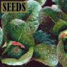 SEEDS-Lettuce - Red Romaine (Lactuca sativa)