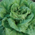 Lettuce Starts - Winter Density (Lactuca sativa)