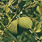 Black Walnuts (by WV)